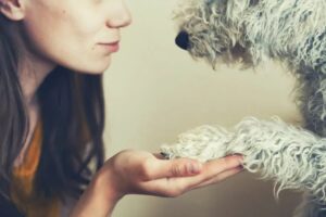 adopcja przypomina randkowanie