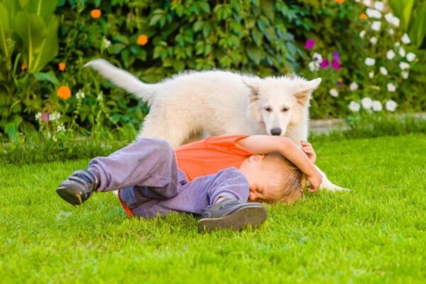 jakie psy najczęściej gryzą dzieci