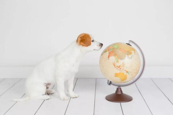 miłość do psów w innych krajach