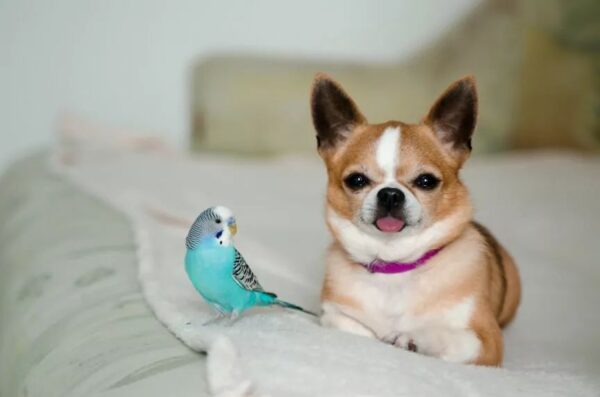 pies i inne zwierzęta domowe