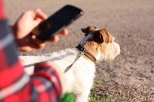 Telefon albo pies