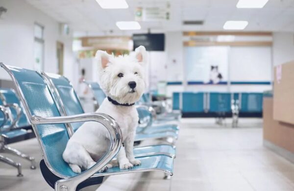 coroczny przegląd psa