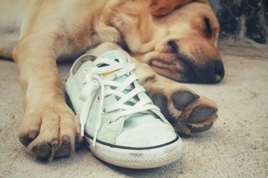 pies kradnie buty skarpety