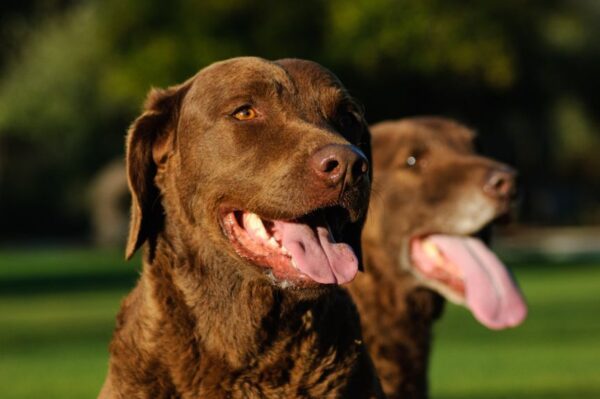 pies, który nie szczeka