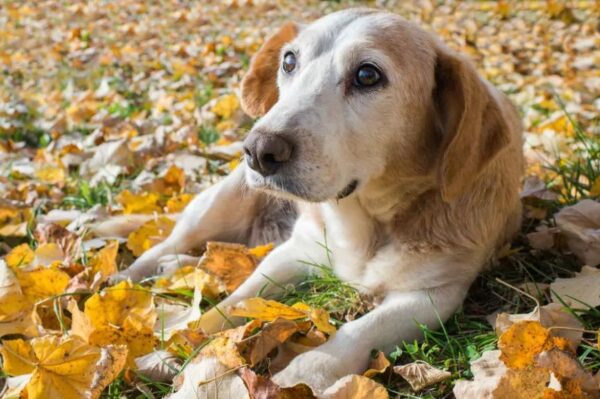 aktywności dla psich seniorów
