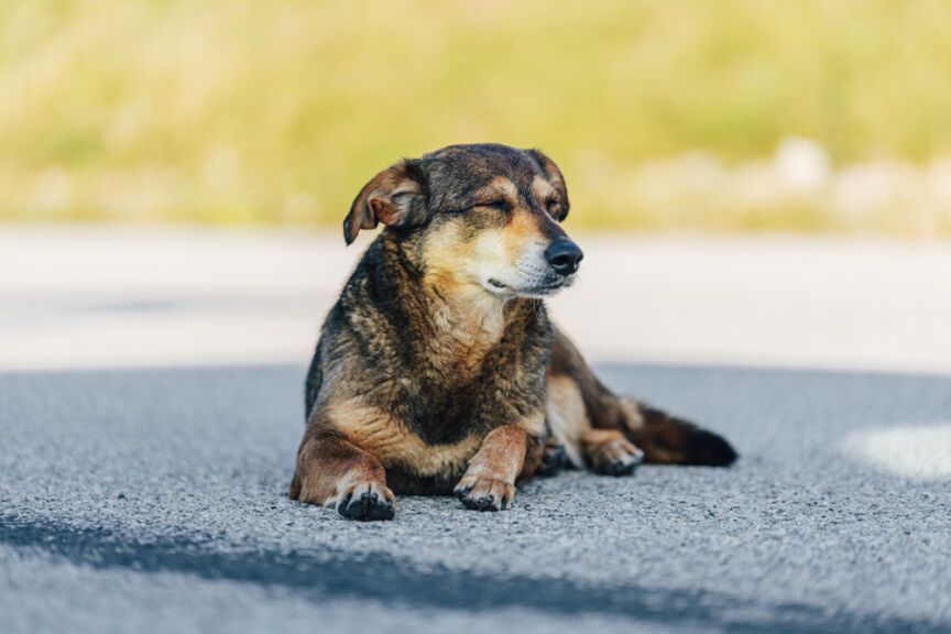 przejechał psa busem