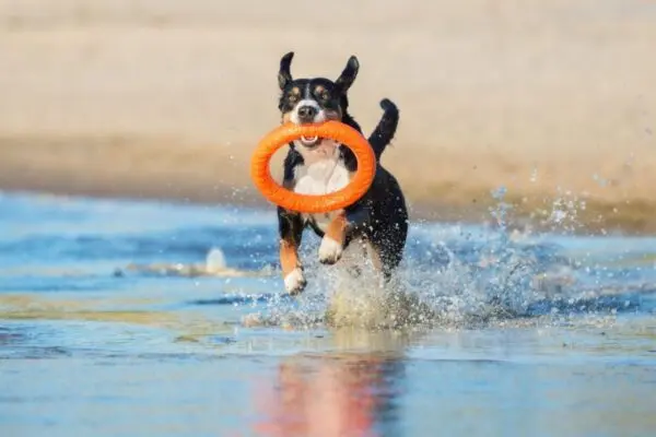 Na plażę z psem! Jak spędzać czas z psem nad morzem?