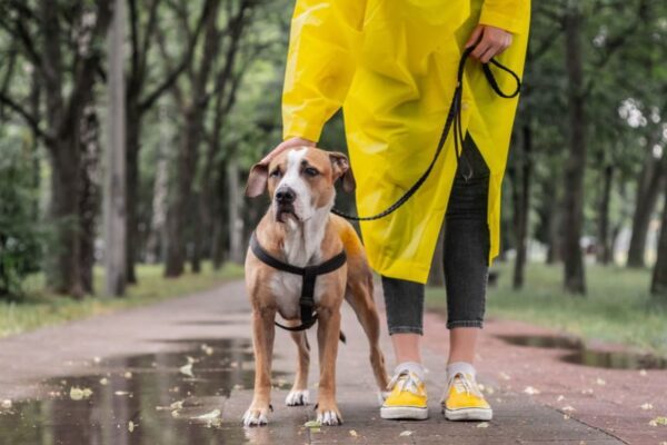 kary za brak spaceru z psem