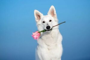 pies naprawdę cię kocha