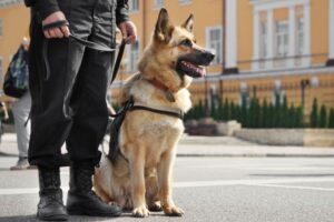 zginęło 6 psów policyjnych