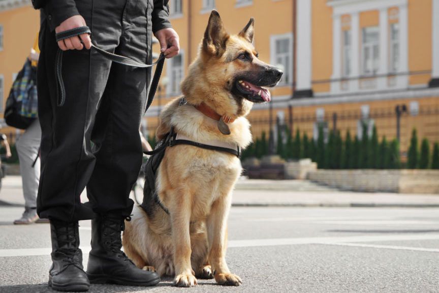 zginęło 6 psów policyjnych