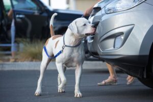 Nosework