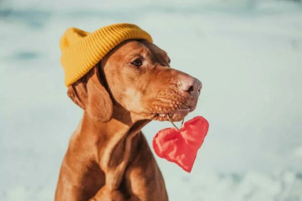 psy grają z WOŚP wosp