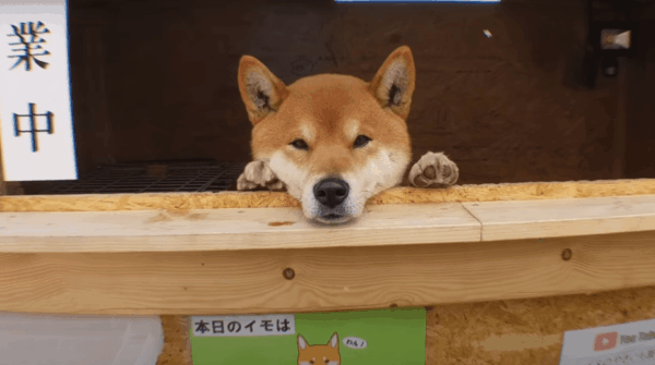 pies shiba obsługuje stoisko z jedzeniem