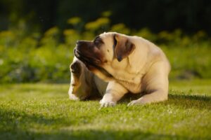 alergia u psa