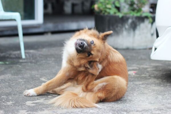 pchła w sierści psa