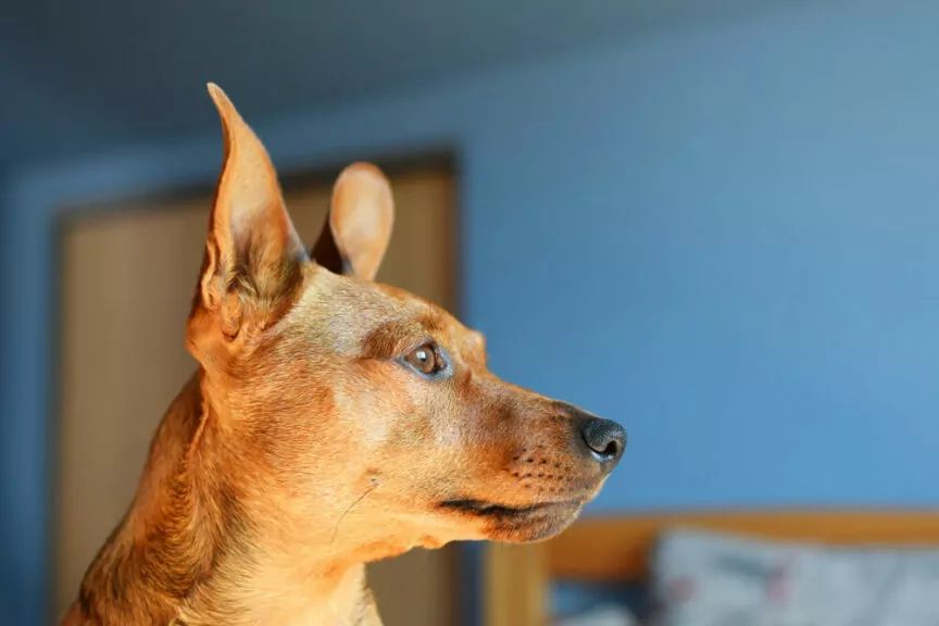 pies patrzy na ścianę