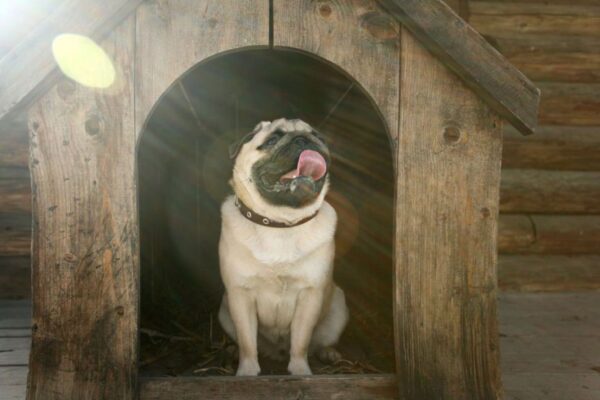 jak zrobić budę dla psa