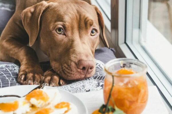 8 aspektów życia z psem