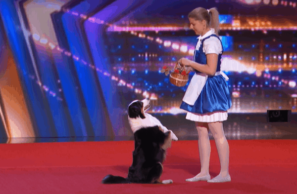 pies w mam talent dog dancing taniec z psem