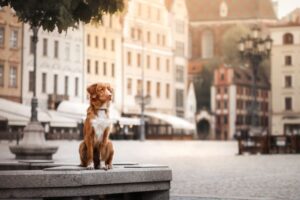 pies w dużym mieście