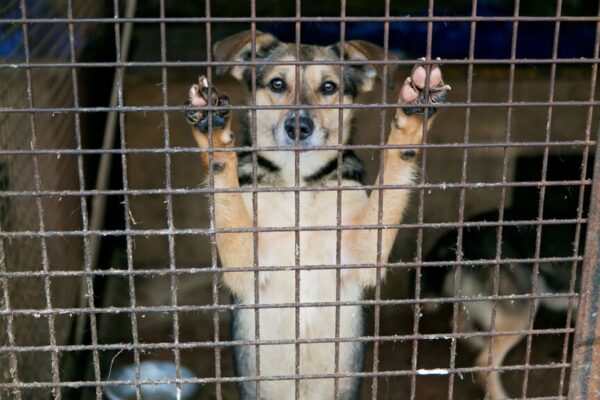 Czego nie możesz robić, gdy chcesz adoptować psa?