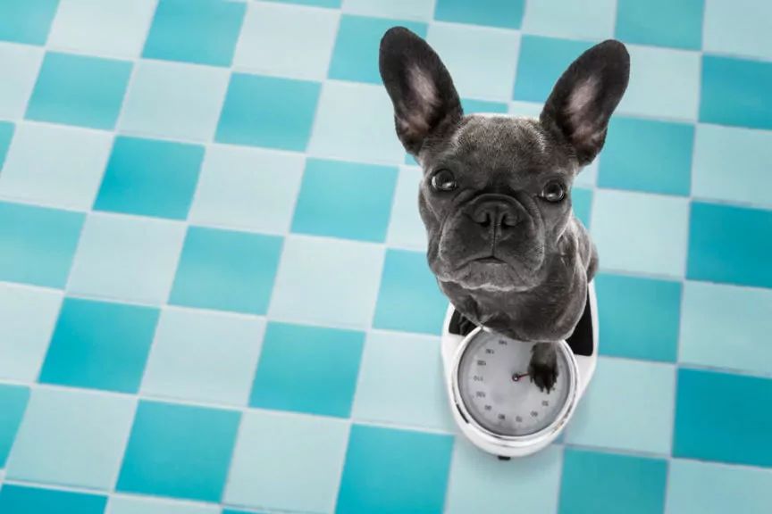 jak odchudzić psa po zimie