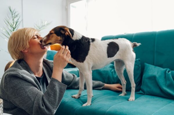 pies z domu tymczasowego