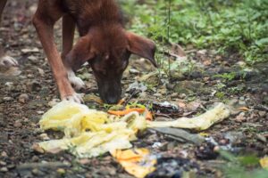 pies zjada śmieci na spacerze.jpg