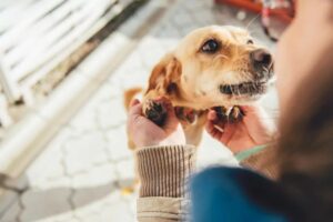 kiedy adopcja psa