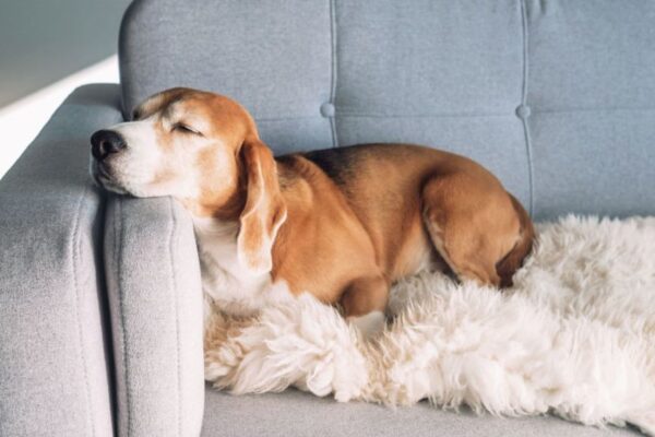 pies warczy podczas snu