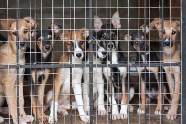 Na to czekali miłośnicy zwierząt od lat! Nareszcie koniec owianego złą sławą schroniska w Radysach