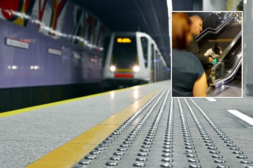 pociąg ciągnął psa po peronie pies w metrze