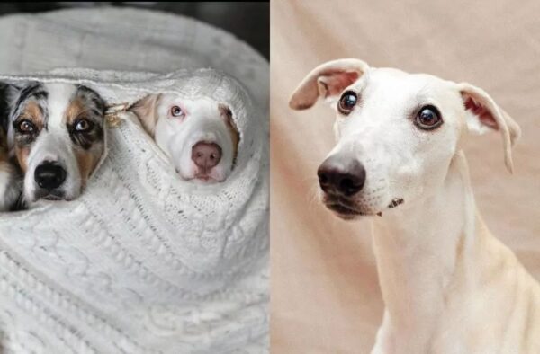 polskie psy z Instagrama