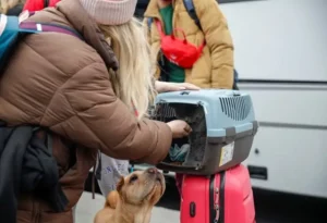 przyjazd-ze-zwierzętami-z-Ukrainy.webp