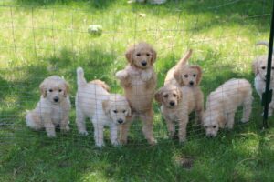 pseudohodowca pseudohodowla labradoodle