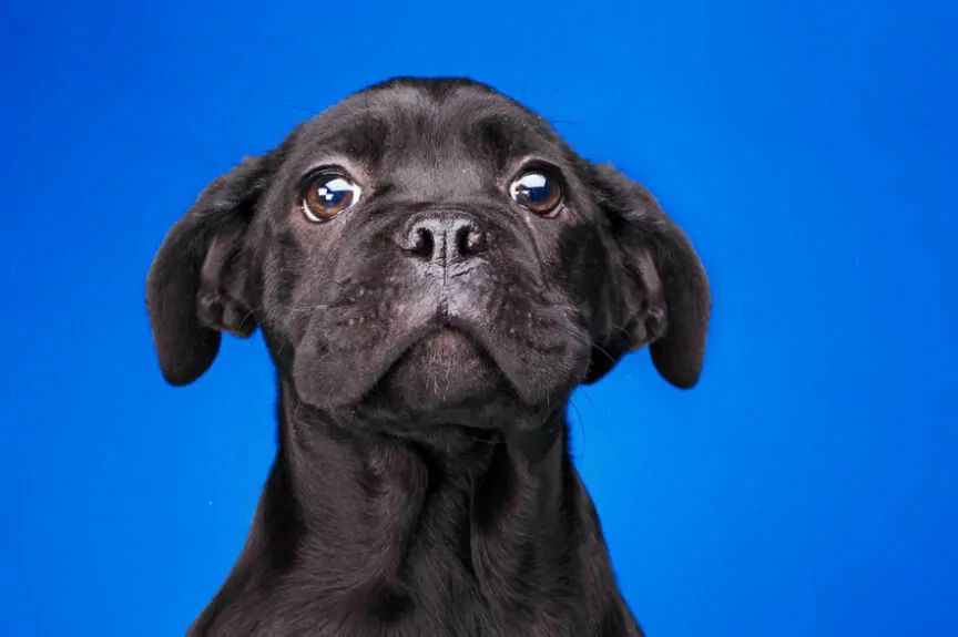 wrażliwy na krzywdę zwierząt