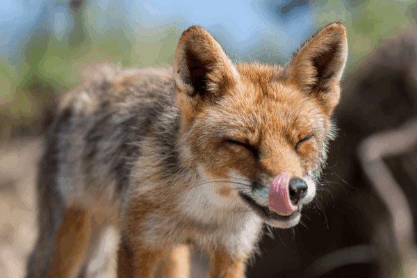 psie kupy to istotny element diety lisow