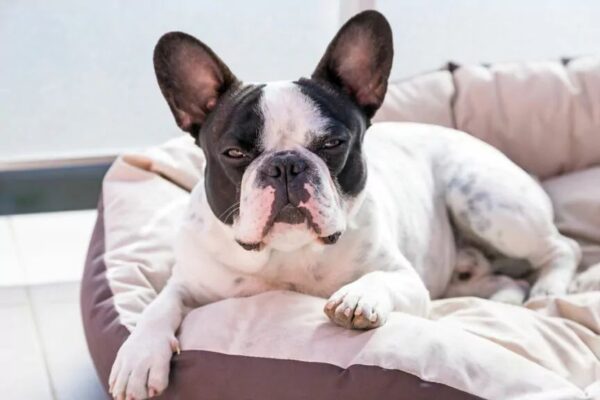 Jak czyścić psie legowisko