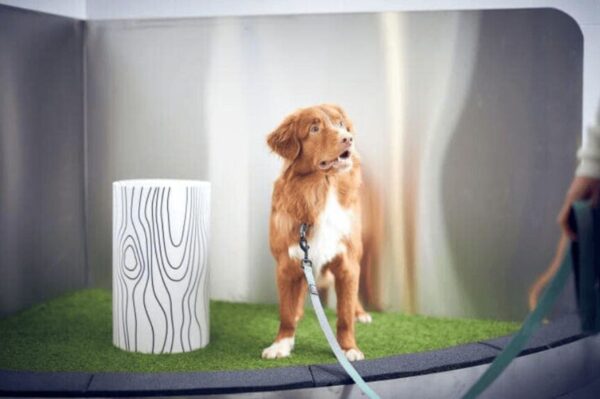 toaleta dla psa na lotnisku