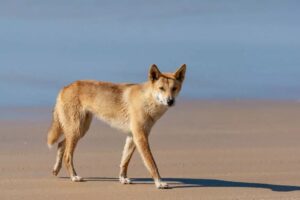 psy dingo