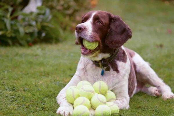 dlaczego psy lubią piłki