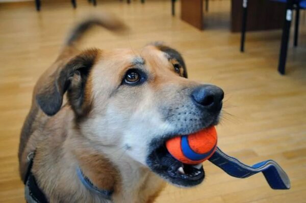 psy przynoszą zabawki