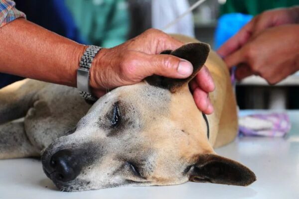 psy w Norwegii chorują