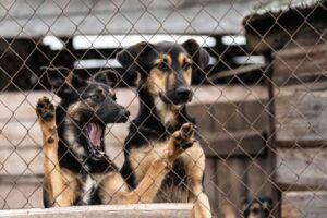 więźniowie będą naprawiać psie budy