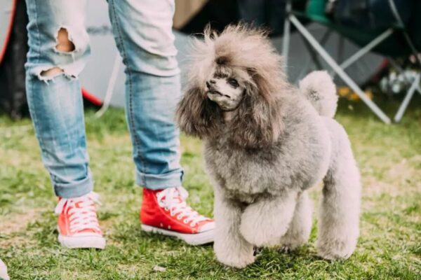 pies dla początkujących