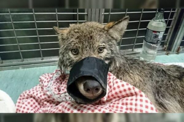 uratowany pies okazał się wilkiem