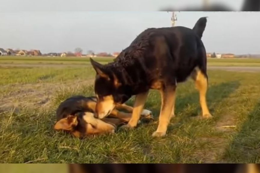 pies czuwał przy martwym psie