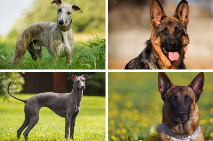 najczęściej mylone ze sobą rasy psów