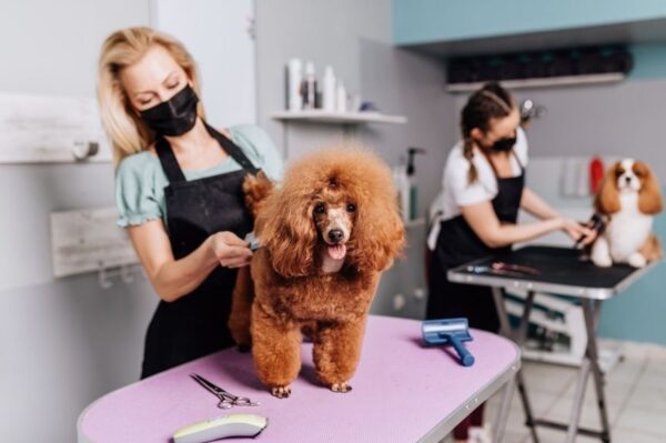 rasy psów wymagające częstych wizyt u groomera